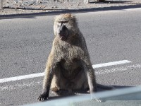 Olive Baboon (Papio anubis)
