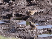 Quailfinch (Ortygospiza atricollis) Erlanger's Lark (Calandrella erlangeri)