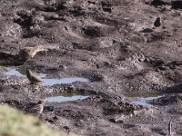 Quailfinch (Ortygospiza atricollis) Erlanger's Lark (Calandrella erlangeri) Red-throated Pipit (Anthus cervinus)