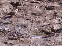Quailfinch (Ortygospiza atricollis)