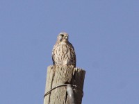Common Kestrel (Falco tinnunculus)