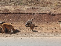 White-backed Vulture (Gyps africanus) Rüppell's Vulture (Gyps rueppelli)