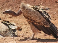 Rüppell's Vulture (Gyps rueppelli)