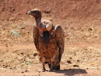 Rüppell's Vulture (Gyps rueppelli)