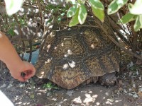 Leopard tortoise (Stigmochelys pardalis)