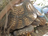 Leopard tortoise (Stigmochelys pardalis)