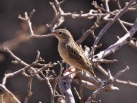 Northern Red Bishop (Euplectes franciscanus)