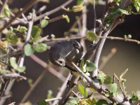 Shining Sunbird (Cinnyris habessinicus)