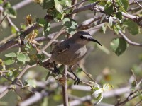 Shining Sunbird (Cinnyris habessinicus)