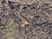 Chestnut-backed Sparrow-Lark (Eremopterix leucotis)