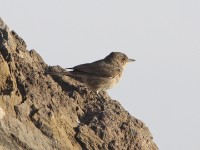 Sombre Rock Chat (Oenanthe dubia)