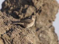 Sombre Rock Chat (Oenanthe dubia)