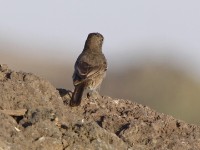 Sombre Rock Chat (Oenanthe dubia)