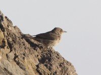 Sombre Rock Chat (Oenanthe dubia)