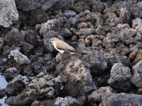 African Silverbill (Euodice cantans)