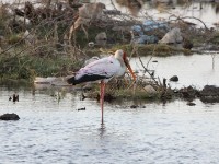 Yellow-billed Stork (Mycteria ibis)