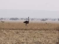 Somali Ostrich (Struthio molybdophanes)