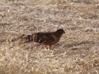 Montagu's Harrier (Circus pygargus)