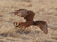 Montagu's Harrier (Circus pygargus)