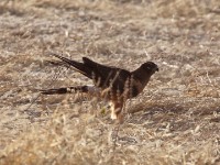 Montagu's Harrier (Circus pygargus)