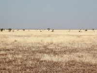 Ali Dege Plains