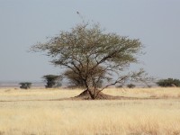 Ali Dege Plains