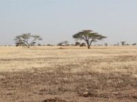 Ali Dege Plains