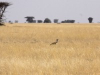 Arabian Bustard (Ardeotis arabs)