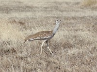 Arabian Bustard (Ardeotis arabs)
