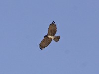 Short-toed Snake Eagle (Circaetus gallicus)
