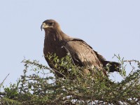 Tawny Eagle (Aquila rapax)