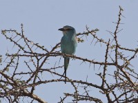 Abyssinian Roller (Coracias abyssinicus)
