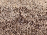 Double-banded Courser (Rhinoptilus africanus)
