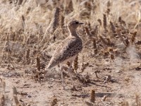 Double-banded Courser (Rhinoptilus africanus)