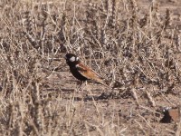 Chestnut-backed Sparrow-Lark (Eremopterix leucotis)