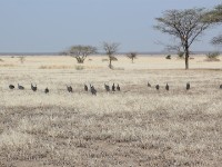 Helmeted Guineafowl (Numida meleagris)