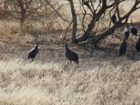 Helmeted Guineafowl (Numida meleagris)