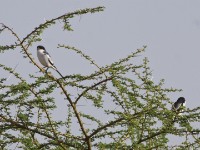 Somali Fiscal (Lanius somalicus)