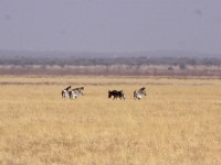 Grévy's Zebra (Equus grevyi) Imperial