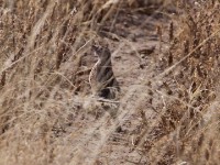 Lark sp.