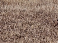 Black-headed Lapwing (Vanellus tectus)