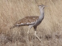 Arabian Bustard (Ardeotis arabs)