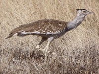 Arabian Bustard (Ardeotis arabs)