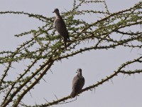 Ring-necked Dove (Streptopelia capicola)