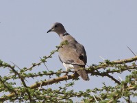 Ring-necked Dove (Streptopelia capicola)