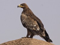 Steppe Eagle (Aquila nipalensis)