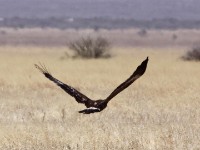 Steppe Eagle (Aquila nipalensis)