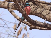 Northern Carmine Bee-eater (Merops nubicus)