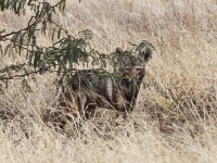 African Golden Wolf (Canis anthus)