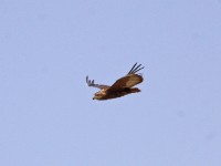 Bateleur (Terathopius ecaudatus)